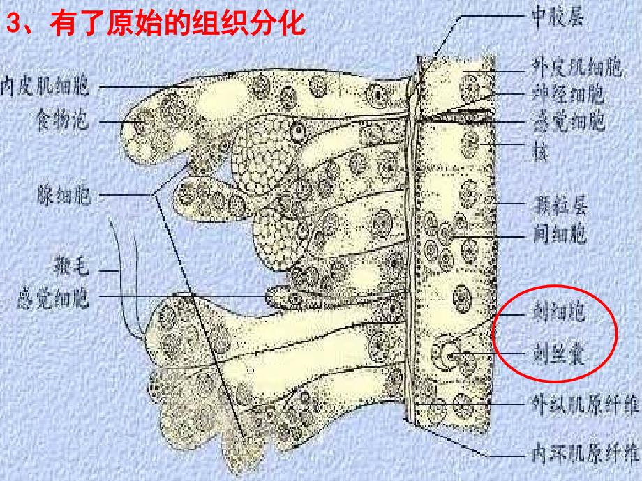 黑龙江省哈尔滨市第四十一中学八级生物上册 第五单元 1.1 腔肠动物门课件 （新）新人教版_第4页