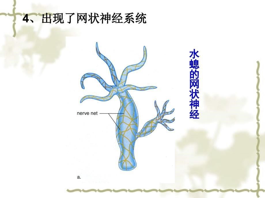 黑龙江省哈尔滨市第四十一中学八级生物上册 第五单元 1.1 腔肠动物门课件 （新）新人教版_第5页