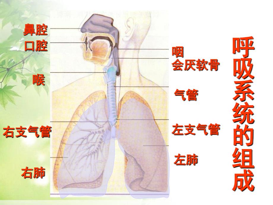 《呼吸道对空气的处理》人体的呼吸 课件_第2页