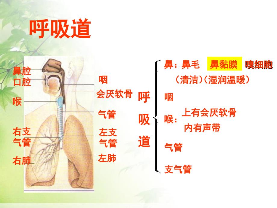 《呼吸道对空气的处理》人体的呼吸 课件_第3页