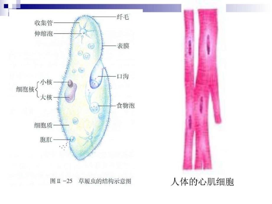 《细胞核―系统的控制中心》 课件_第4页