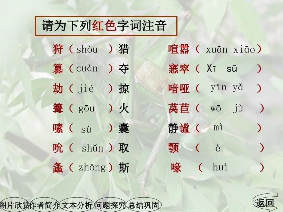 《绿色蝈蝈》教学课件_第5页