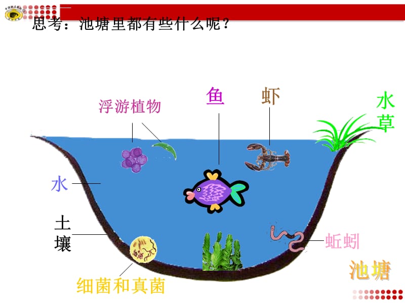 甘肃省兰州市第十九中学初中生物苏教版八年级上册第七单元第十九章第1节 生态系统的组成 课件_第2页