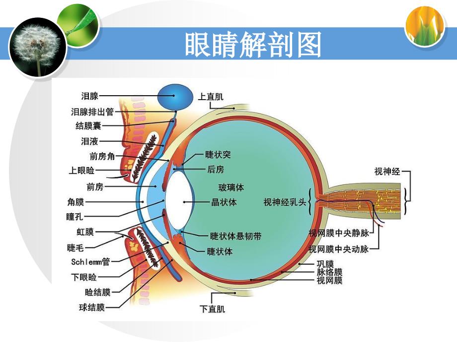 消渴目病的护理和辩证施护_第4页