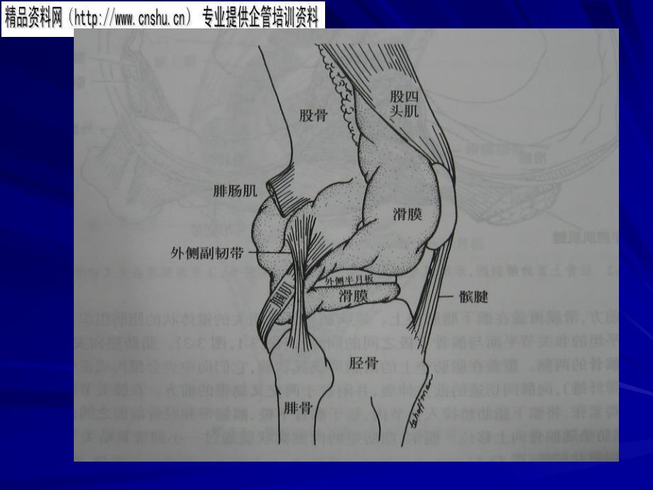 {企业管理诊断}膝关节常见滑膜炎的诊断与鉴别诊断_第4页