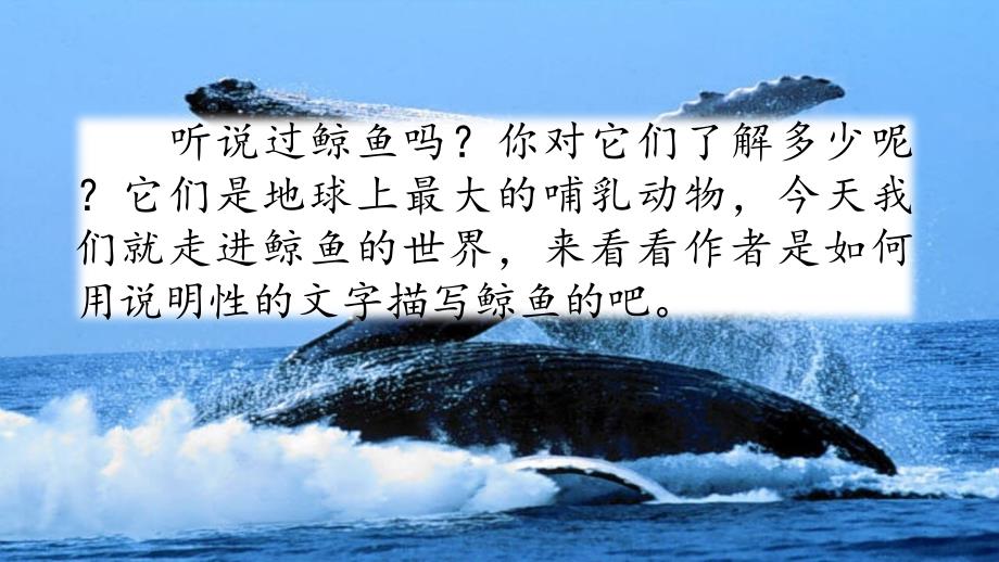 统编版五年级语文上册课件-习作例文：《鲸》《风向袋的制作》_第1页