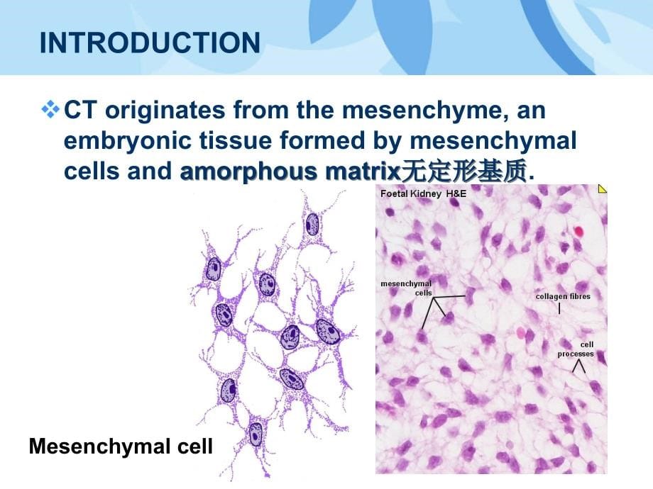 {企业组织设计}Chapter3ConnectiveTissueprooper固有结缔组织_第5页