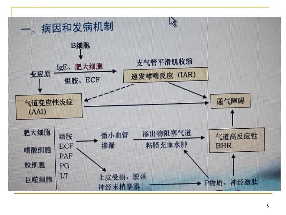 第三节支气管哮喘病人的护理课件_第5页