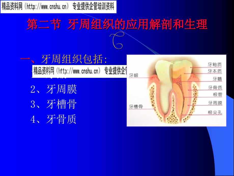 {企业组织设计}牙周组织疾病概述_第2页