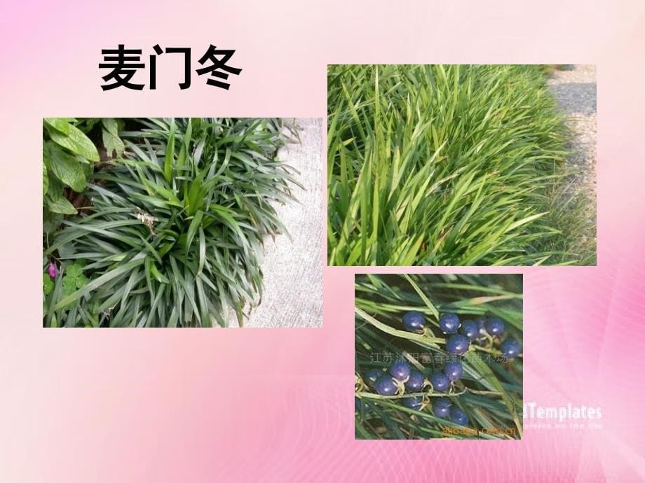 {医疗药品管理}药用资源_第5页