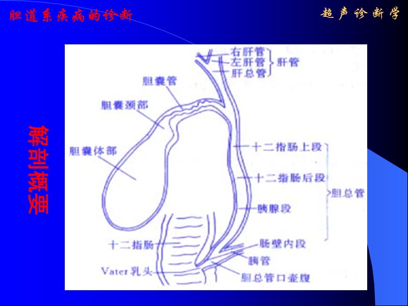 {企业管理诊断}超声诊断学05胆道06071_第4页