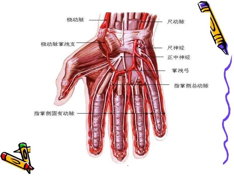 动脉血采集技巧ppt课件_第5页