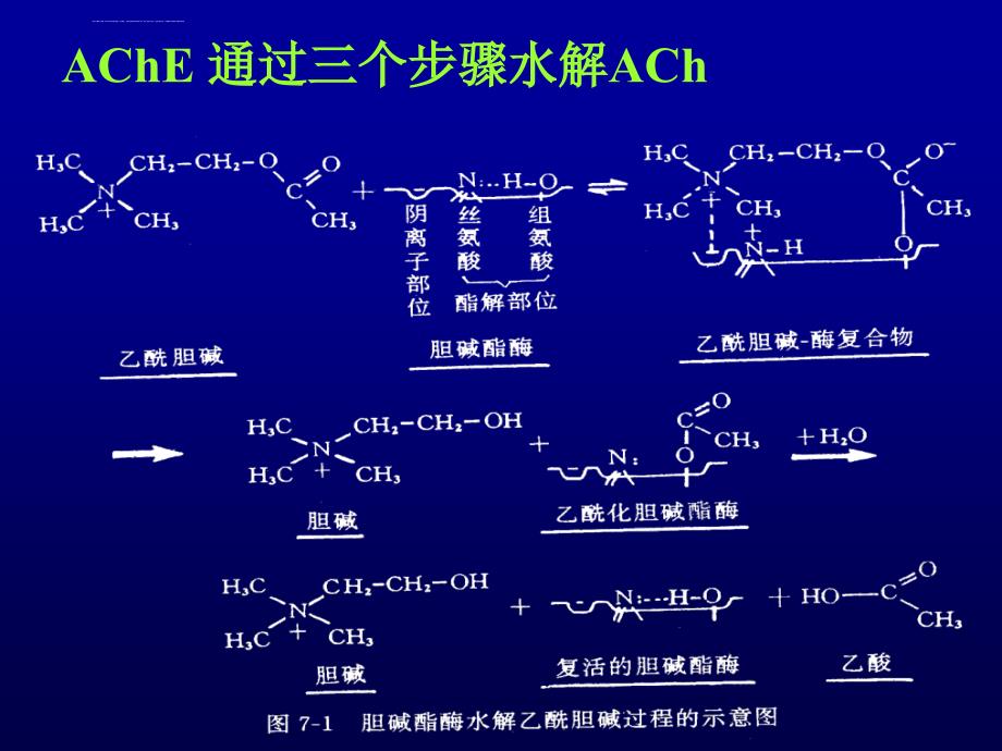 第七章抗胆碱酯酶药课件_第4页