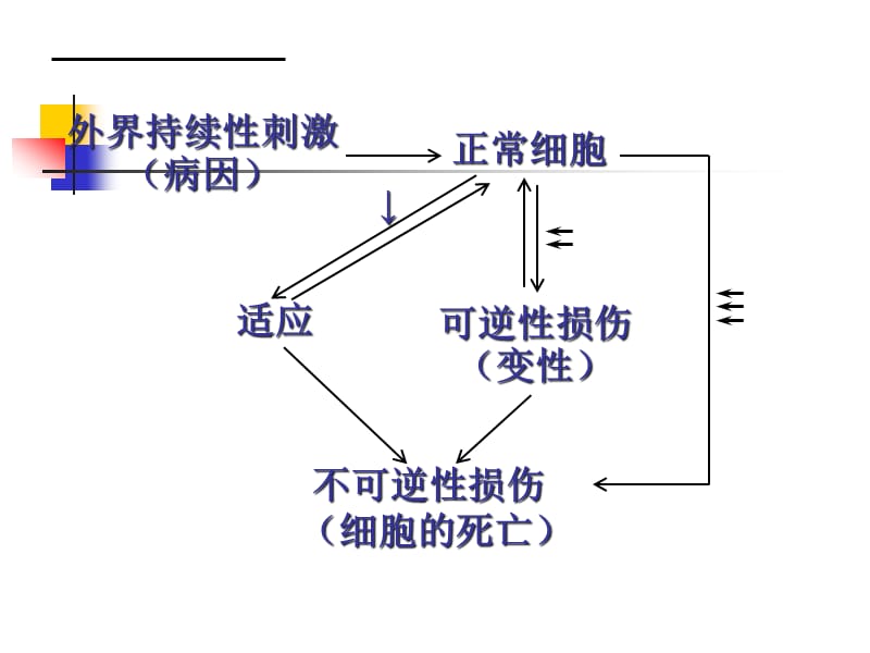 {企业组织设计}第1章细胞和组织的适应损伤与修复_第2页