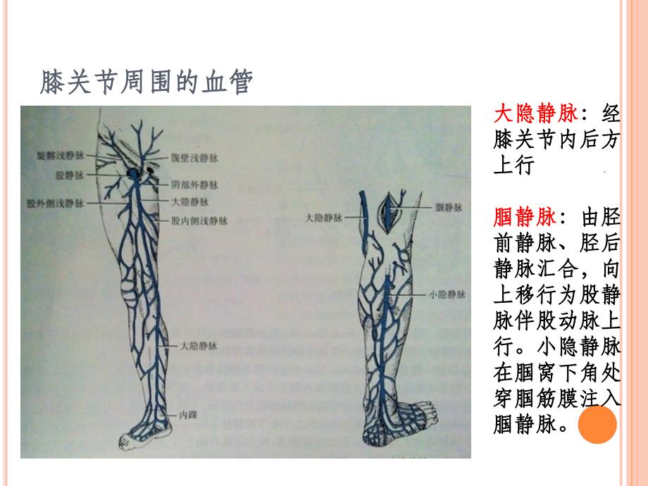 膝关节周围的血管与神经ppt课件_第4页