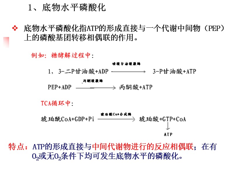 第三节：氧化磷酸化课件_第3页