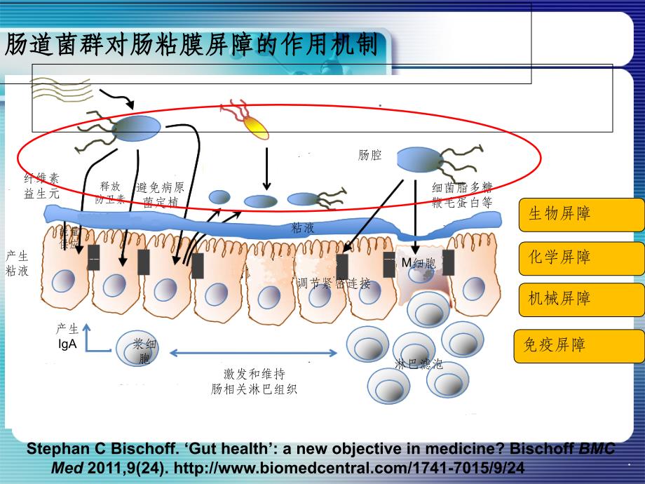 益生菌作用机制ppt课件_第4页