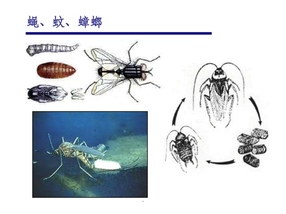 白蚁及其防治技术-有害生物培训ppt课件_第3页