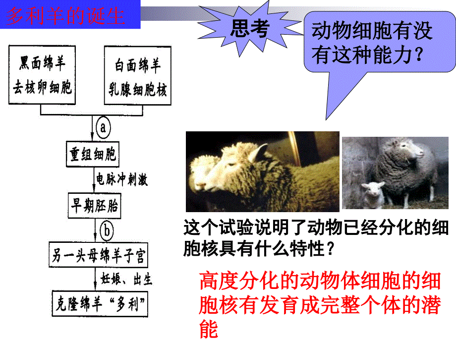 {企业组织设计}菊花的组织培养(1_第4页