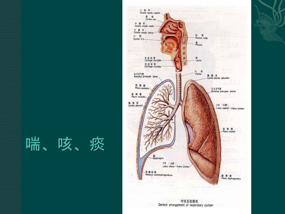 {医疗药品管理}呼吸系统平喘药物_第3页