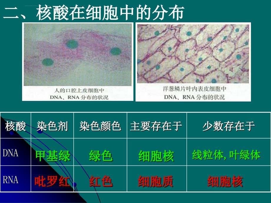 第三节核酸课件_第5页