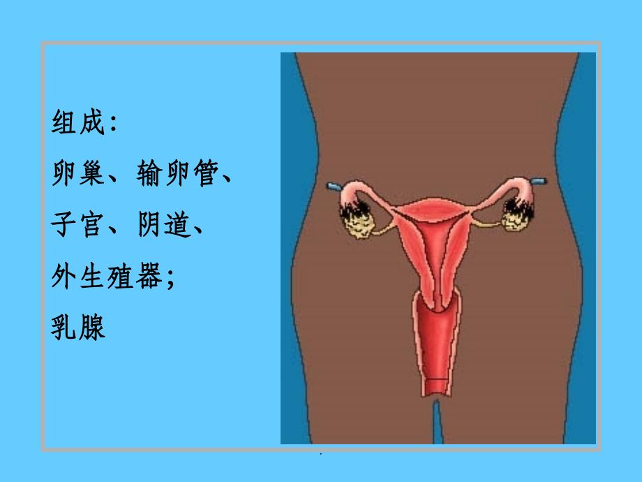 女性生殖系统解剖生理ppt课件_第2页