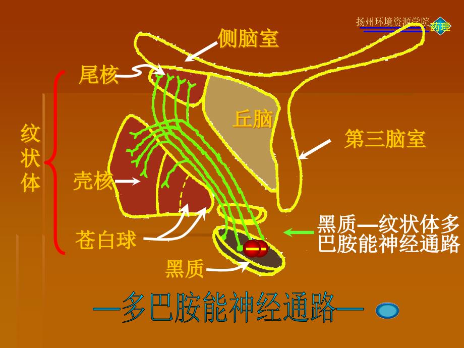 {医疗药品管理}第十四章抗帕金森病药_第3页