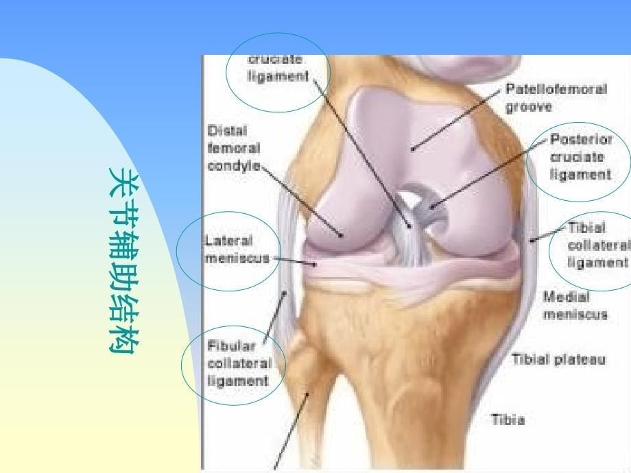 {企业管理诊断}常见膝痛诊断_第5页