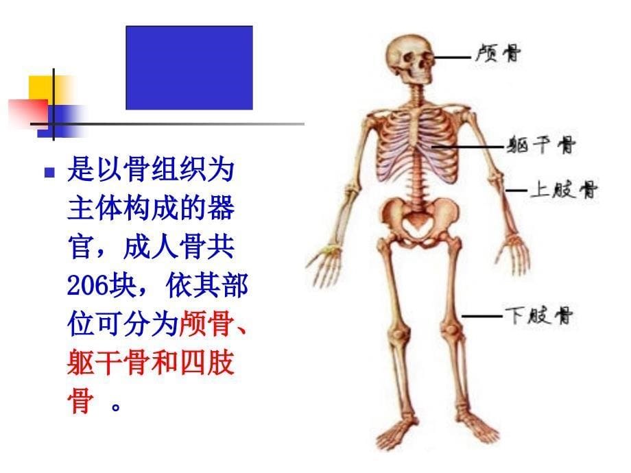 {企业管理诊断}推拿按摩解剖诊断学基础总论脊柱_第5页