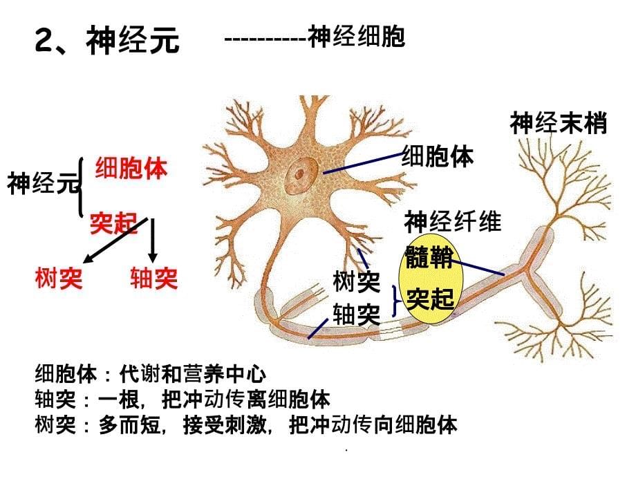 通过神经系统的调节(上课很实用)ppt课件_第5页