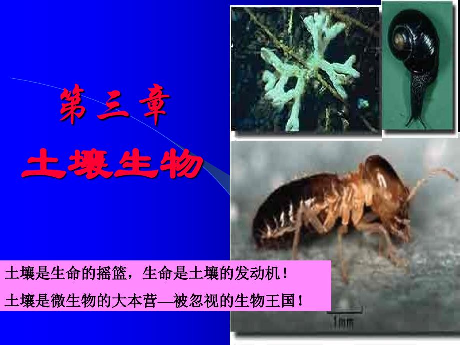 第三章土壤生物森林土壤课件_第1页