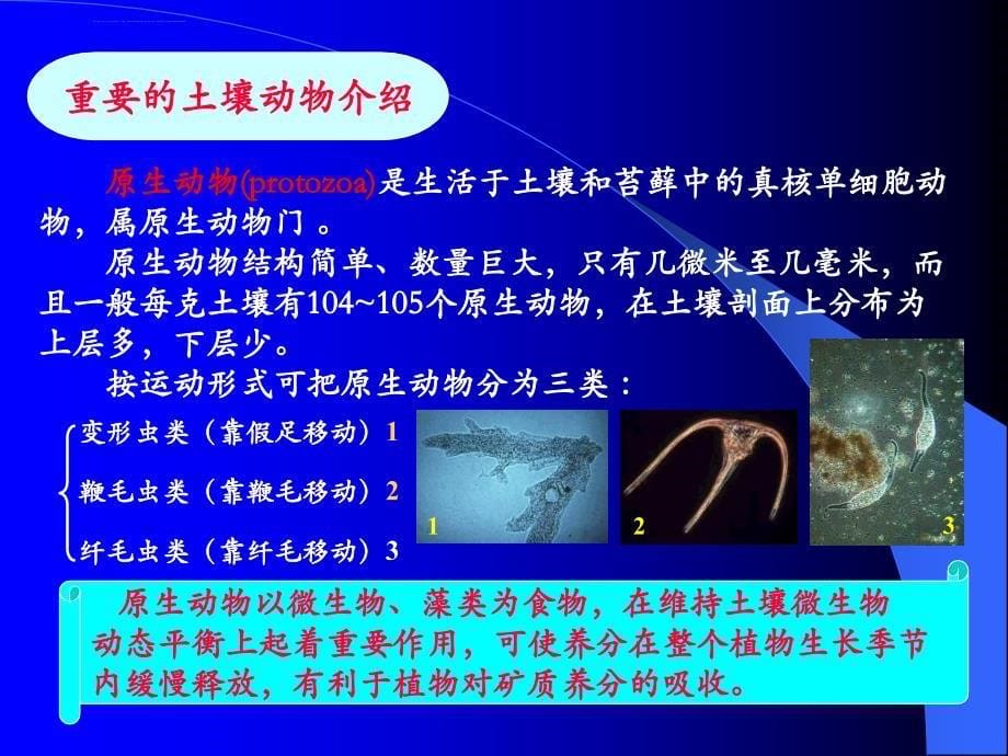 第三章土壤生物森林土壤课件_第5页