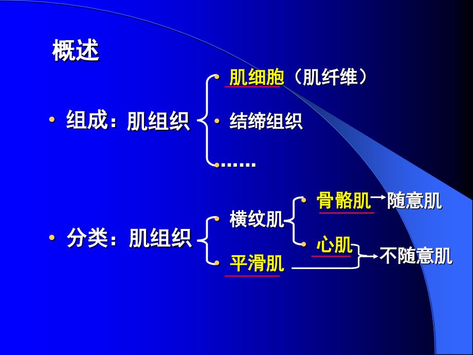 {企业组织设计}肌组织的结构_第4页