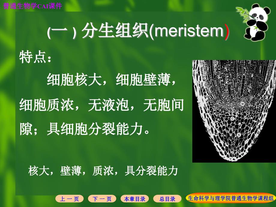 {企业组织设计}植物组织类型_第4页