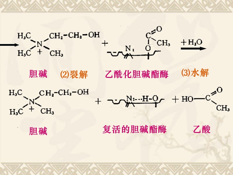 {医疗药品管理}08抗胆碱酶药_第3页