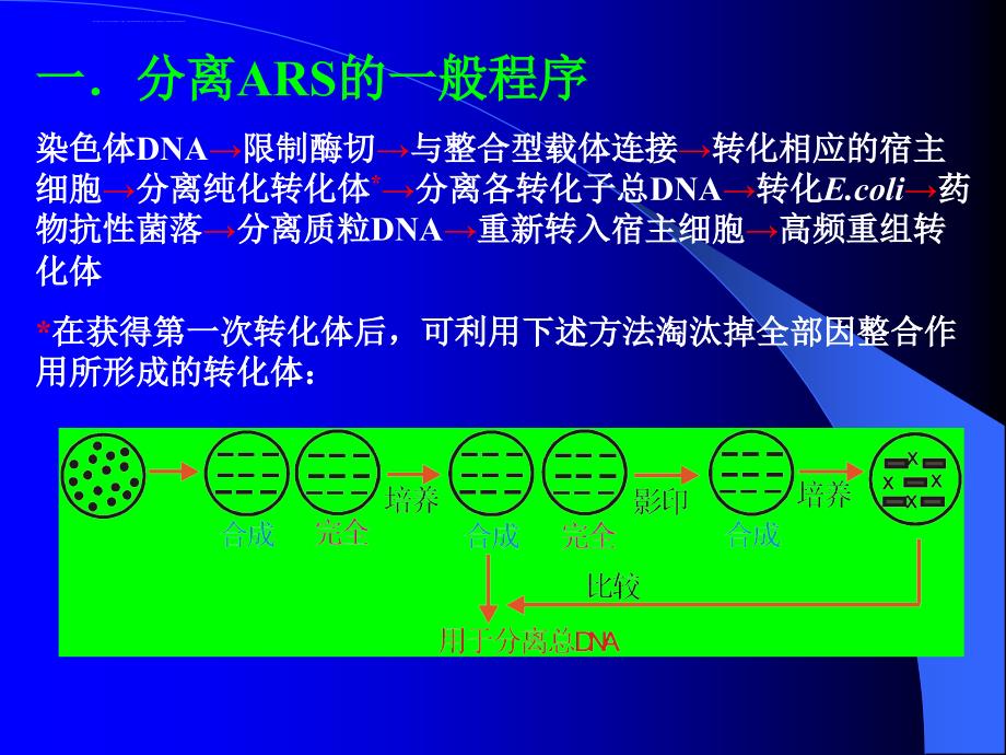 第三节染色体自主复制序列的分离与鉴定课件_第2页