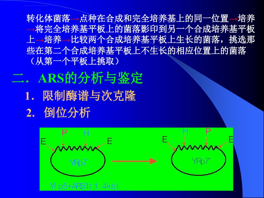 第三节染色体自主复制序列的分离与鉴定课件_第3页