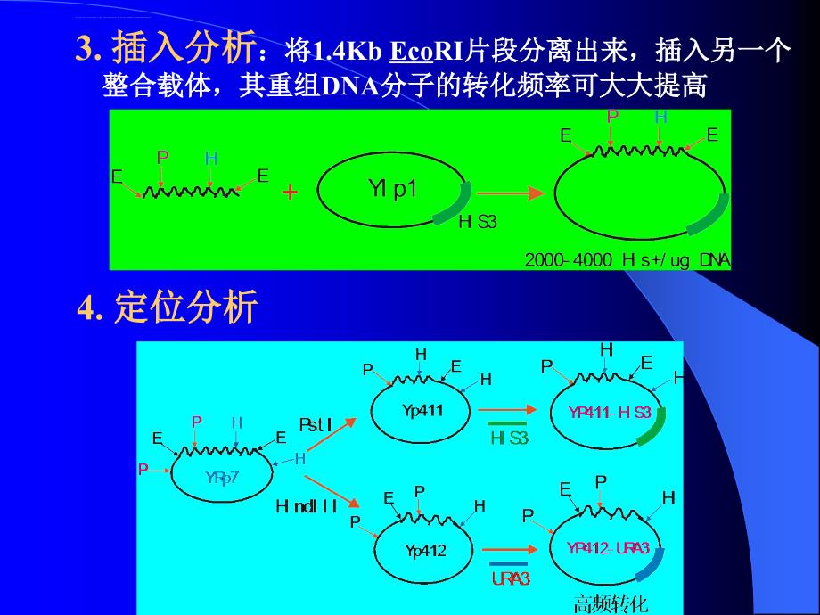 第三节染色体自主复制序列的分离与鉴定课件_第4页