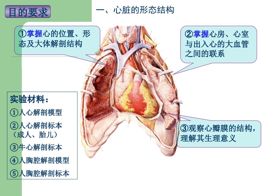 实验5心脏大体形态结构观察精品课件_第3页