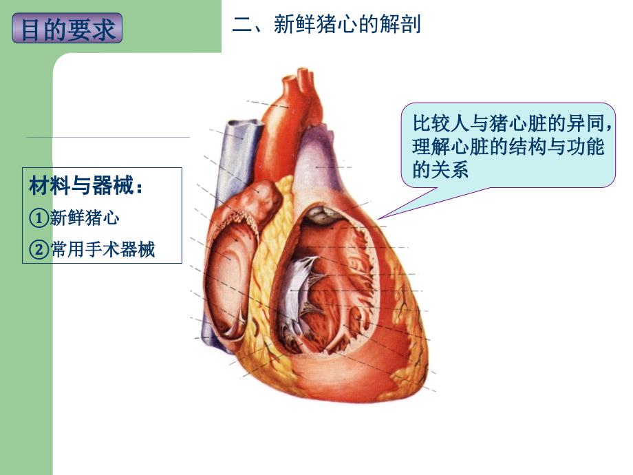 实验5心脏大体形态结构观察精品课件_第4页