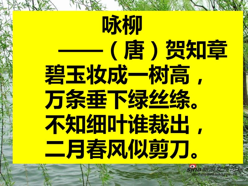 小学语文《青海高原一株柳》课件_第3页