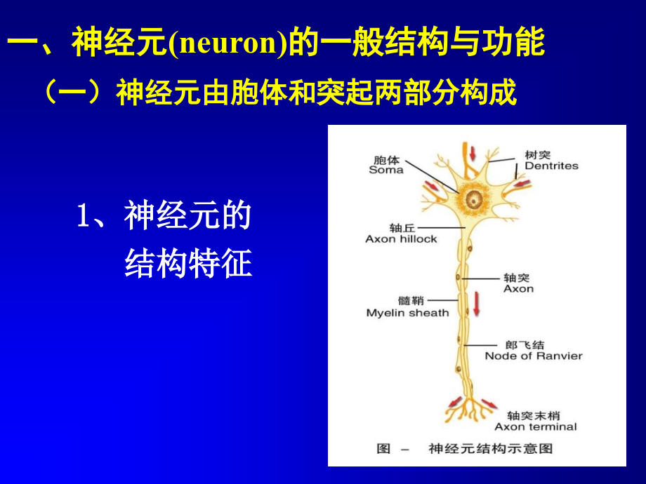 10神经系统的功能资料教程_第3页