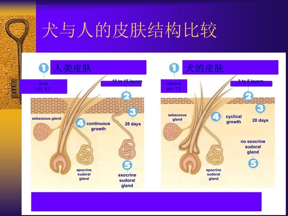 临床皮肤病病例分析-林德贵课件_第5页