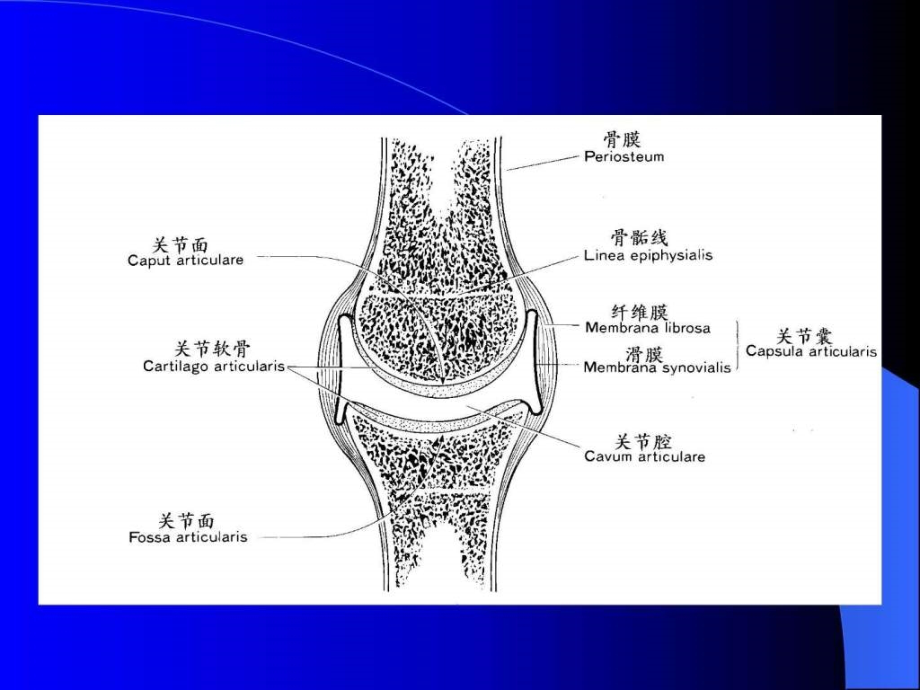 关节松动技术幻灯片课件_第2页