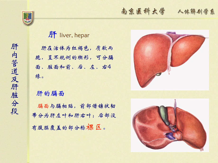 肝内管道及肝脏分段断层解剖资料教程_第2页