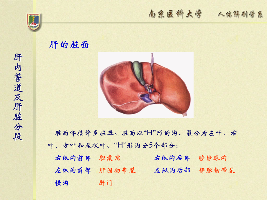 肝内管道及肝脏分段断层解剖资料教程_第3页