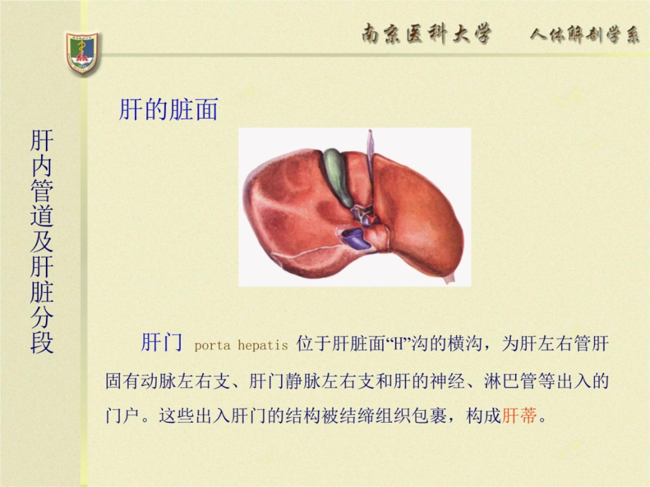 肝内管道及肝脏分段断层解剖资料教程_第4页
