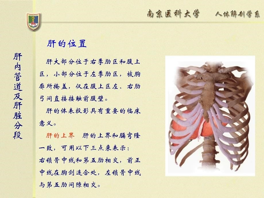 肝内管道及肝脏分段断层解剖资料教程_第5页