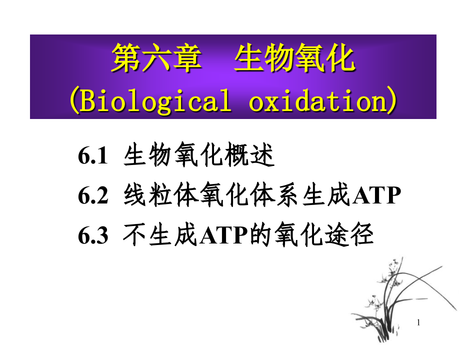 第六章生物氧化培训讲学_第1页