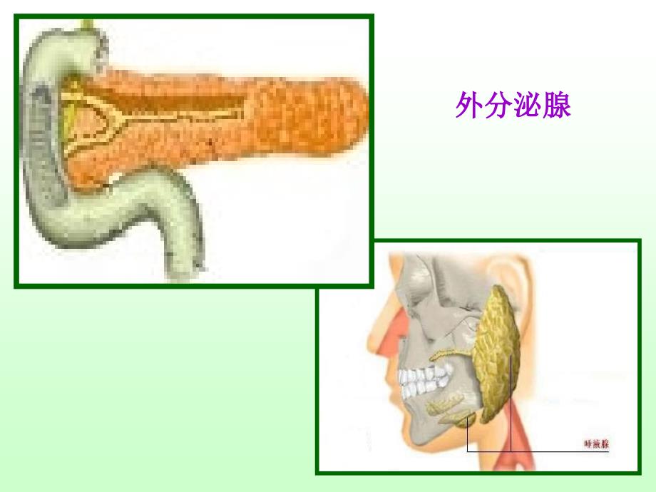 体液调节演示文稿课件_第4页